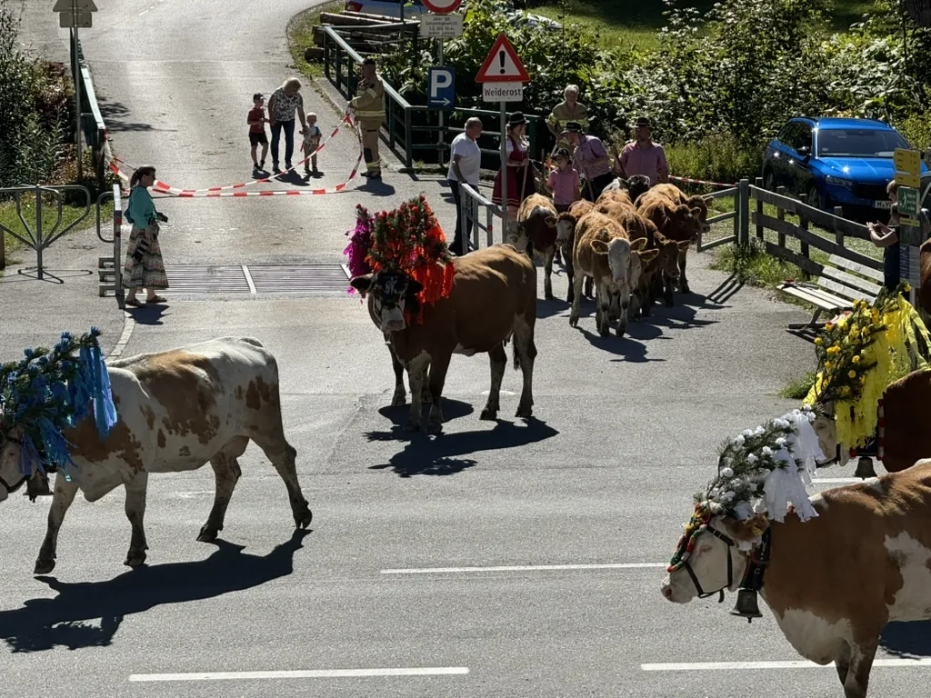 Festlich geschmückte Kühe beim Almabtrieb im Thierseetal